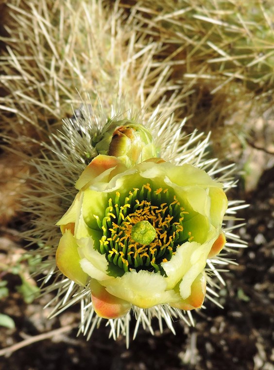 03272015_-_Teddy_Bear_Cholla_Bloom_at_White_Tank_by_Ranger_Jessica