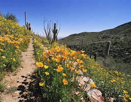 CC-Wildflowers_in_bloom_along_the_Go_John_Trail