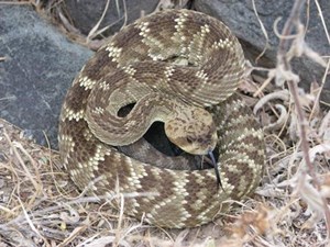 Black-tailed_RattlesnakeEnlarged