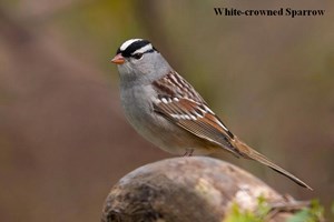13.White-crowned_Sparrow