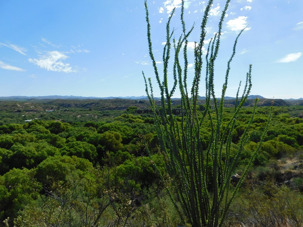 Tall ocotillo plant overlooking a lush green desert valley with distant mountains under a bright blue sky.