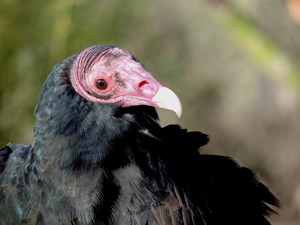 MM-TurkeyVultureHead