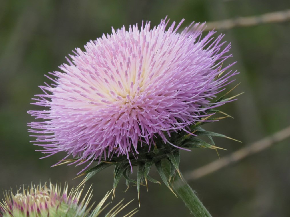 03182015_-_New_Mexico_Thistle_at_Spur_by_Ranger_Kevin