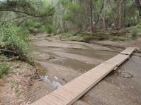 Narrow wooden footbridge crossing a shallow creek in a wooded desert wash with trees and muddy water.
