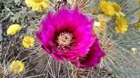 Close-up of a bright pink cactus flower in bloom surrounded by small yellow wildflowers.