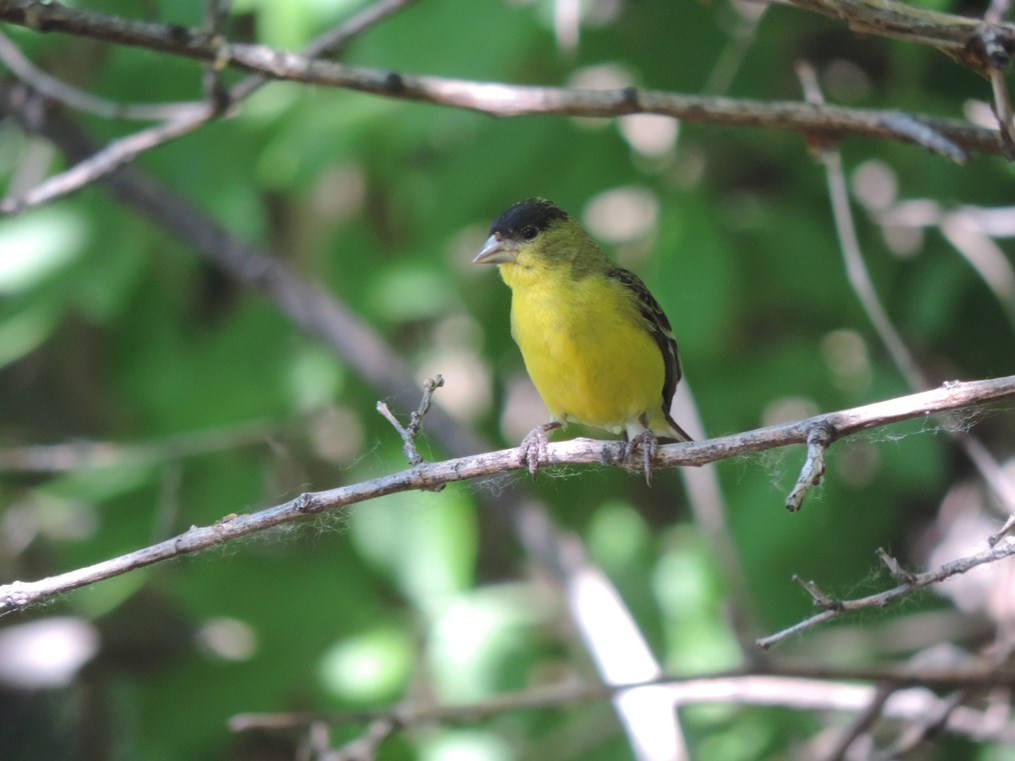 Small yellow and black songbird perched on a thin branch against a blurred green background.