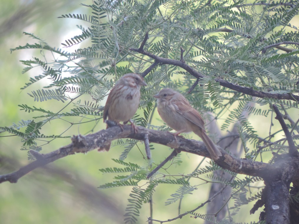 Two small brown songbirds perched side by side on a tree branch among green leaves.