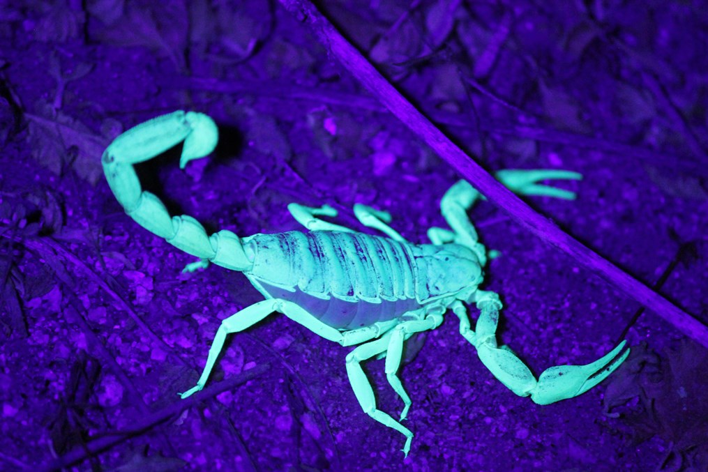 ST-Scorpion