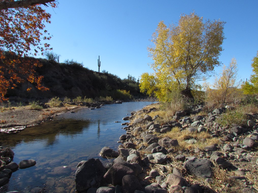 A calm desert creek lined with rocks and golden-leaved trees, with saguaro cacti silhouetted on a ridge under a clear blue sky.