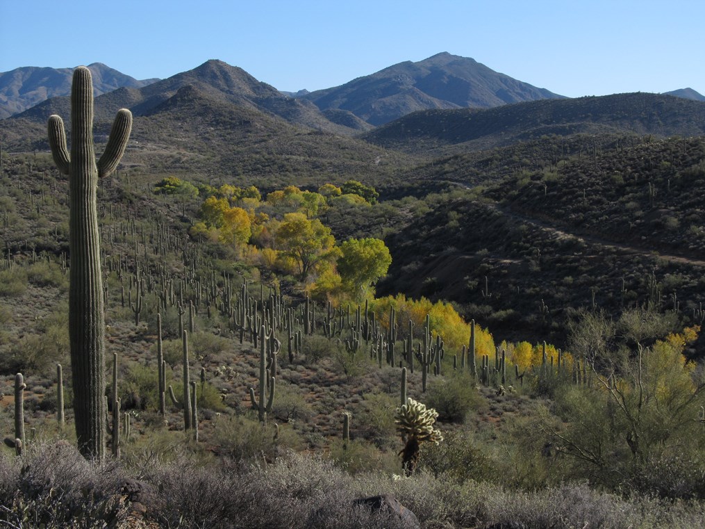 Desert valley filled with saguaro cacti and clusters of bright yellow-green trees, set against layered mountain ridges under a clear blue sky.