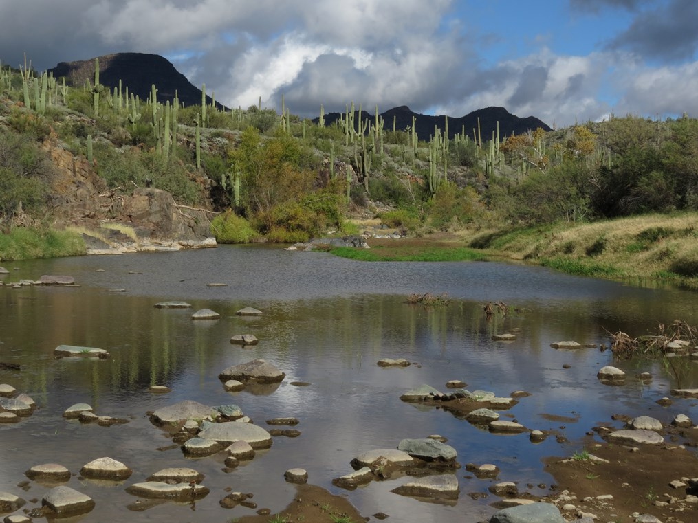 Calm river with scattered rocks in the foreground, bordered by desert vegetation and tall saguaro cacti on rolling hills beneath partly cloudy skies.
