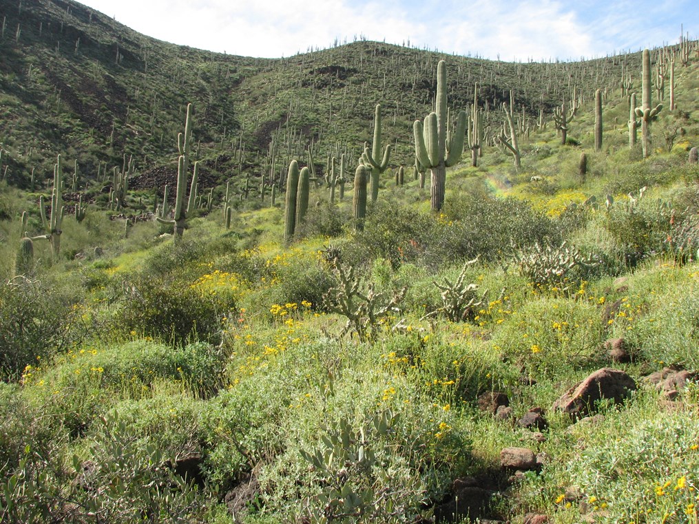Desert hillside covered in blooming yellow wildflowers and green vegetation, dotted with tall saguaro cacti under a partly cloudy sky.