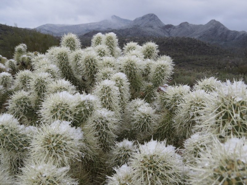Close-up of cholla cactus covered in frost or light snow, with misty, snow-dusted mountains in the background.