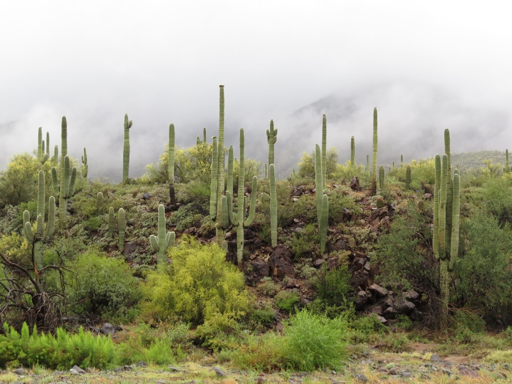 Misty desert hillside dotted with tall saguaro cacti and green shrubs, with low clouds or fog partially covering the mountains in the background.