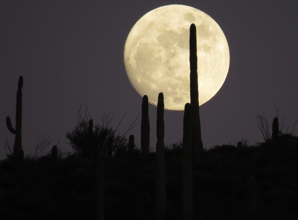 Full moon rising behind tall saguaro cacti, their dark silhouettes standing against the glowing, pale-yellow moon in a dusky sky.