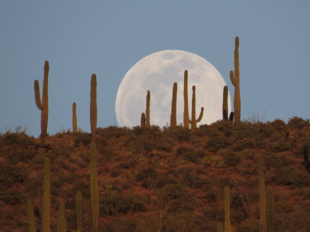 Full moon rising behind a line of tall saguaro cacti silhouetted on a desert ridge at dusk.