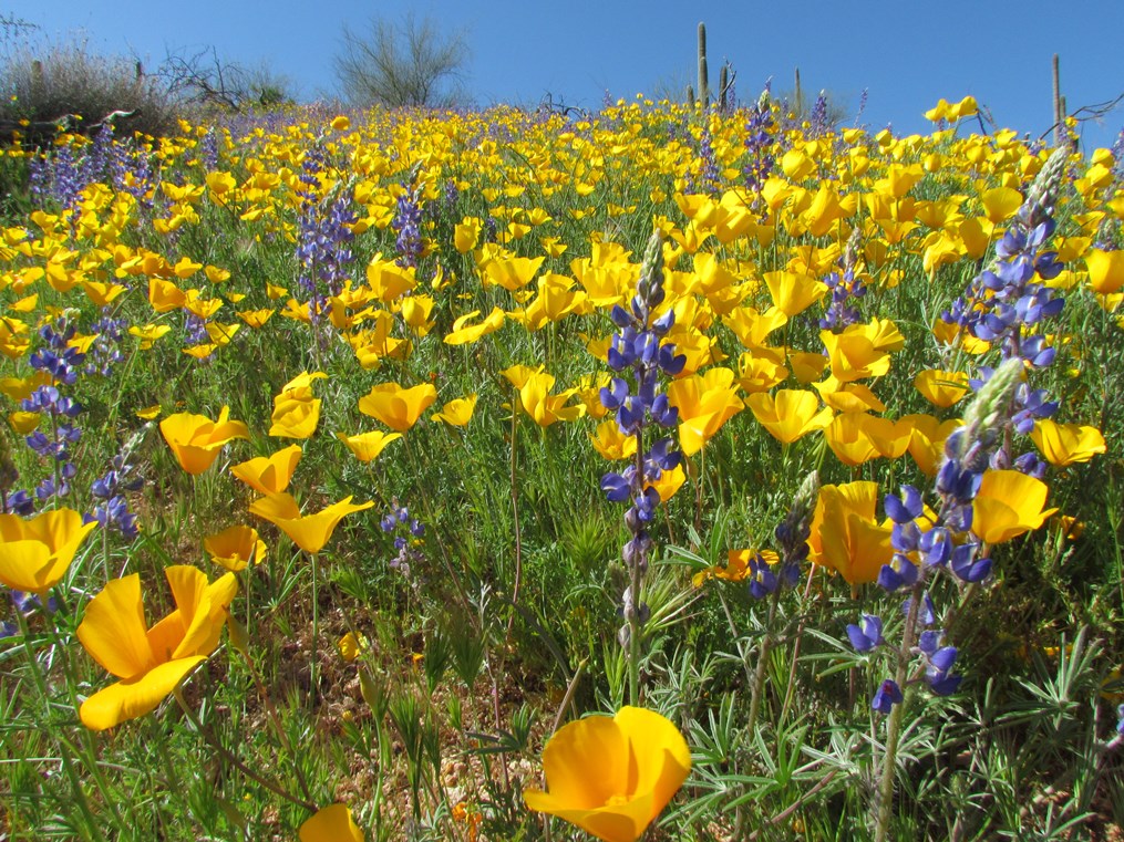 Field of bright yellow poppies and purple lupines blooming across a desert hillside under a clear blue sky, with saguaro cacti in the background.
