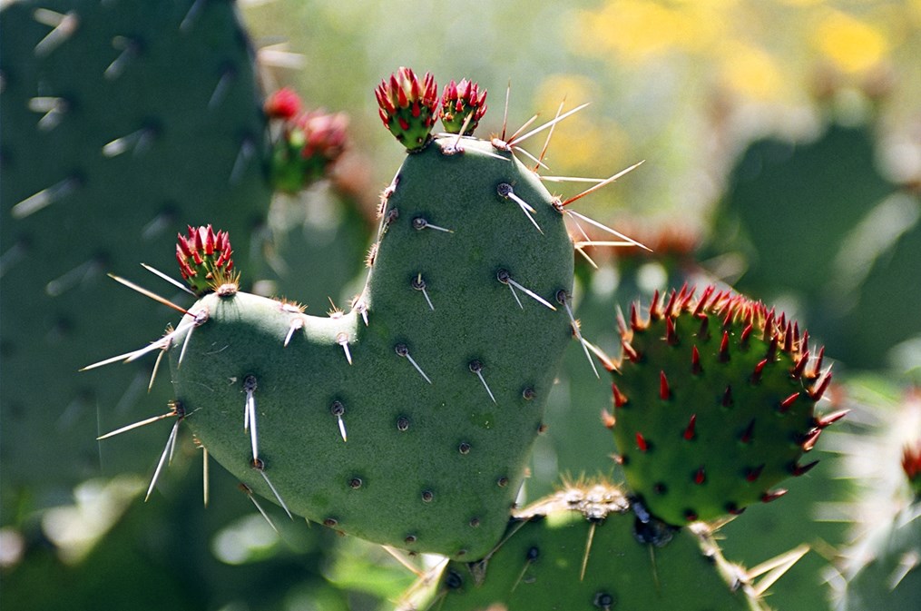 Close-up of a green prickly pear cactus pad with long white spines and several small red flower buds against a blurred desert background.
