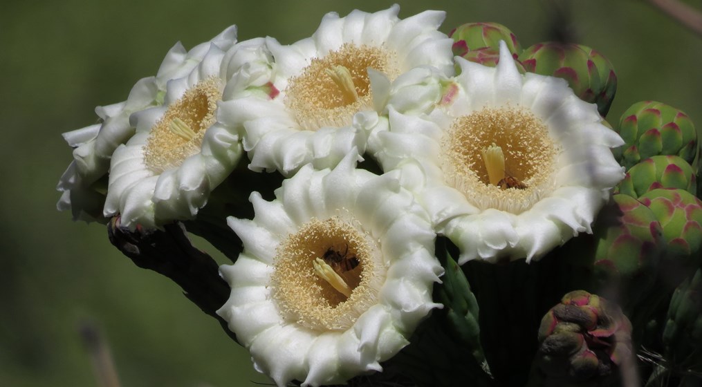 Close-up of several white saguaro cactus blossoms with yellow centers, some containing bees, surrounded by green buds.