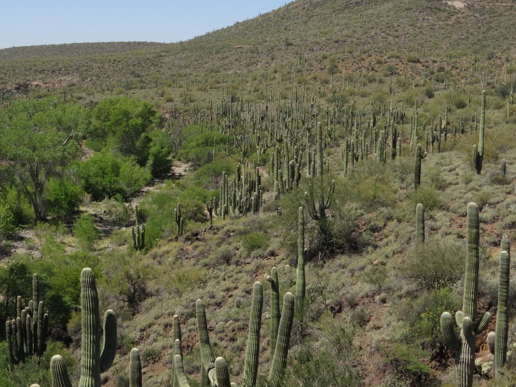 Wide view of a desert hillside densely covered with tall saguaro cacti and low shrubs, with a green riparian area running through the valley below.