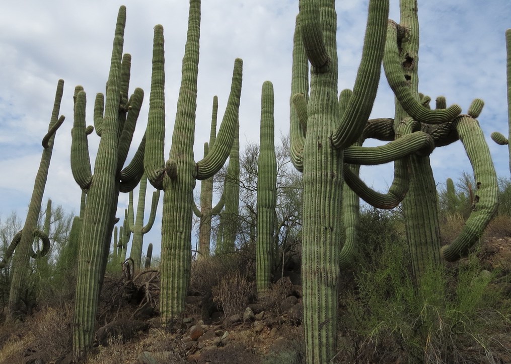 Cluster of tall saguaro cacti with multiple curved arms rising from a rocky desert hillside under a cloudy sky.