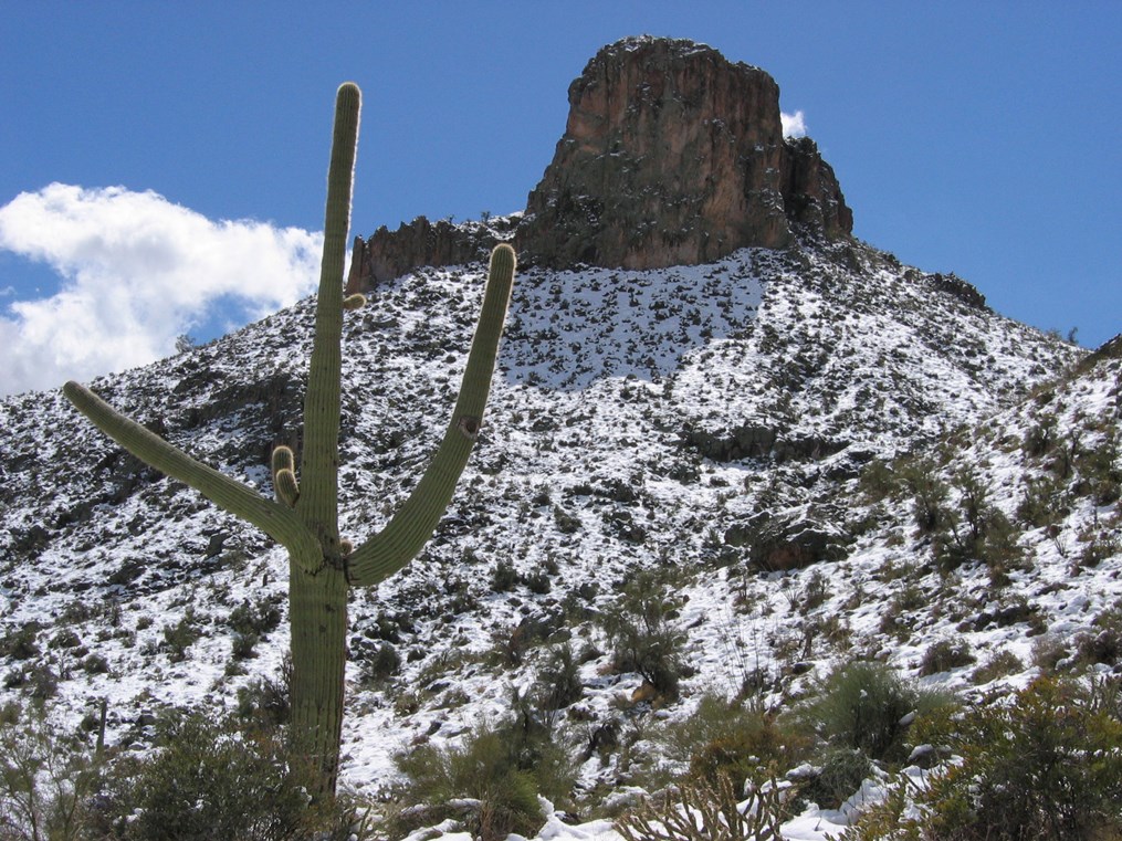Saguaro cactus in the foreground with a rocky desert mountain lightly covered in snow under a bright blue sky.