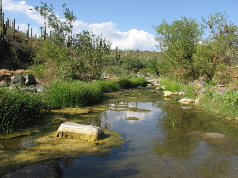 Shallow desert stream with clear water, rocks, and green grasses, surrounded by shrubs and saguaro cacti under a partly cloudy blue sky.