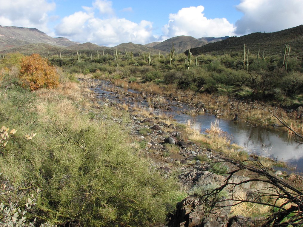 Shallow desert stream winding through a rocky riverbed, surrounded by green shrubs and tall saguaro cacti, with mountains and scattered clouds in the background.