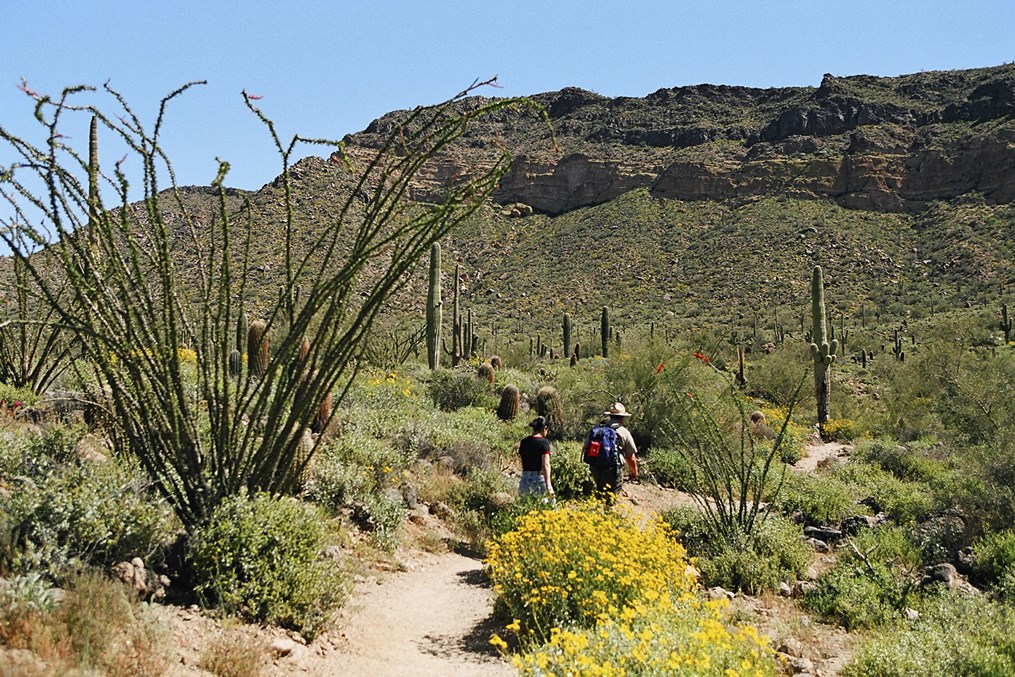 Two people hike along a desert trail surrounded by saguaro cacti, ocotillo plants, and yellow wildflowers with rocky mountains in the background.
