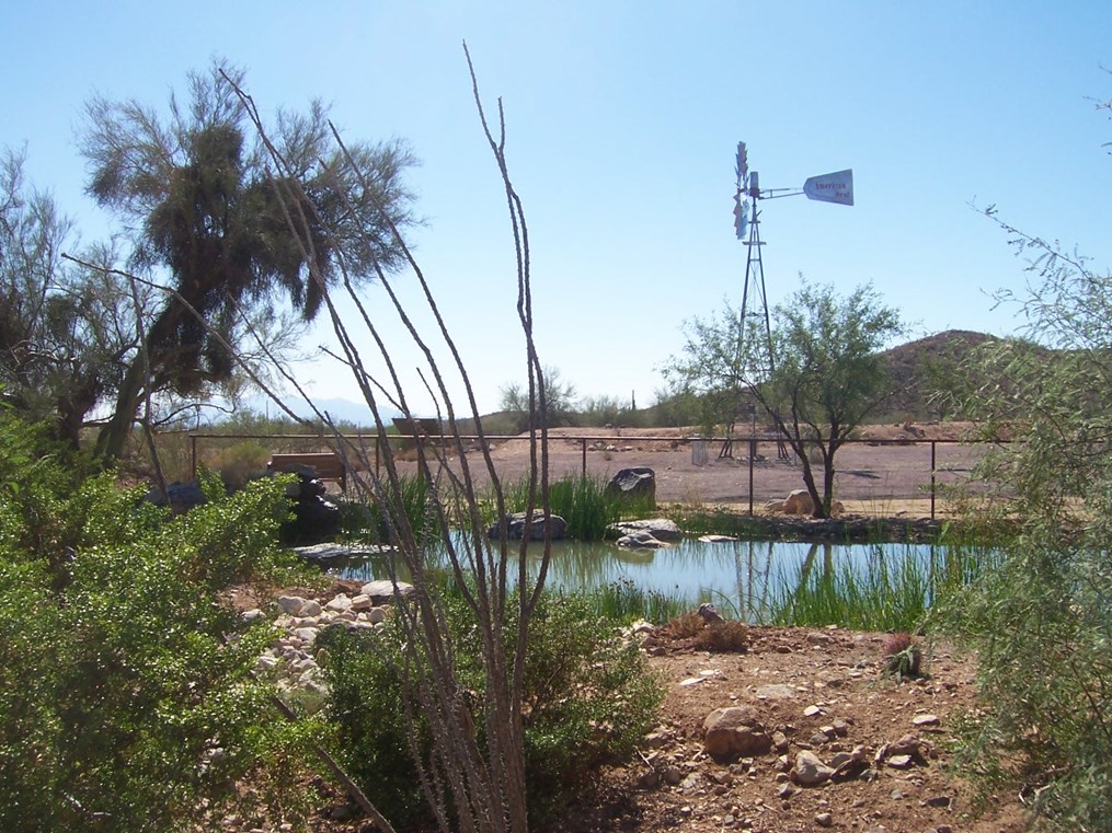 Small desert pond surrounded by shrubs and rocks with a windmill in the background under a clear blue sky.