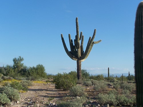 WT-Saguaro_along_east_boundary_south_of_compound_20__arms