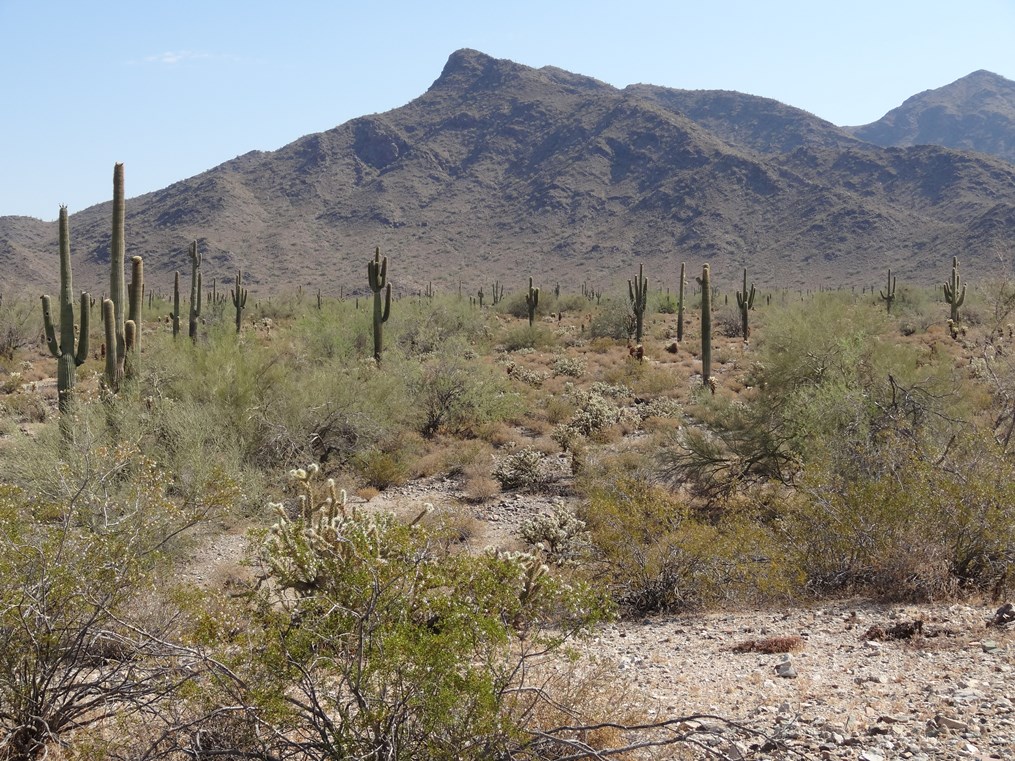 Expansive desert plain dotted with saguaro cacti and shrubs, with a rugged mountain range rising in the background.