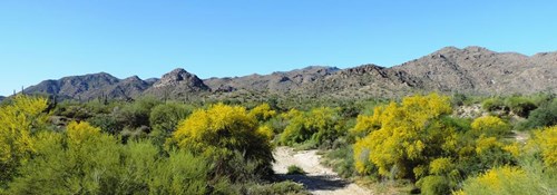 WT-blooming_palo_verde_with_mountains