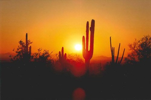 WT-sunrise_thru_the_saguaroR