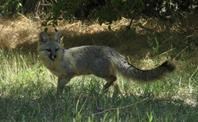Gray fox standing alert in tall grass with trees and shade in the background.
