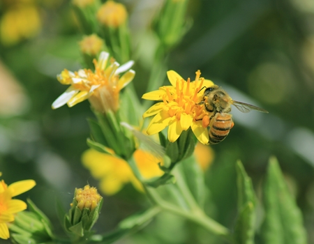 Close-up of a honeybee collecting pollen from a bright yellow wildflower, with green foliage softly blurred in the background.