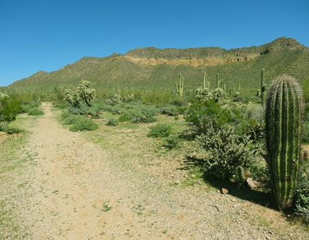 A desert trail running through open terrain with saguaro cacti, shrubs, and mountains in the background under a clear blue sky at Usery Mountain Regional Park.