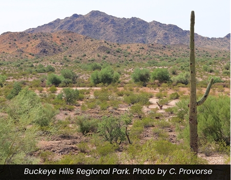Desert landscape at Buckeye Hills Regional Park with low shrubs, a tall saguaro cactus in the foreground, and rocky hills in the background under a clear sky. Photo by C. Provorse