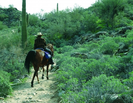 A person rides a horse at White Tank Mountain Regional Park along a narrow desert trail surrounded by green vegetation, rocks, and saguaro cacti.