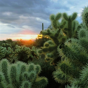 Cholla cactus in the foreground with a desert sunset glowing on the horizon beneath cloudy skies at White Tank Mountain Regional Park.