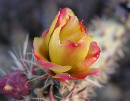 Teddy Bear Cholla Bloom with bright yellow petals that have hints of red along each peta.