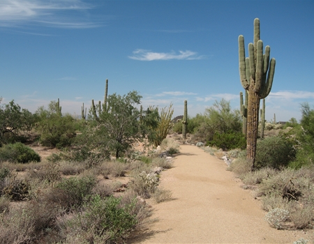 A wide desert trail at Usery Mountain Regional Park winds through saguaro cacti and desert vegetation under a clear blue sky.