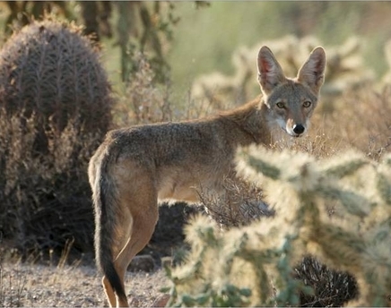 A coyote stands among desert vegetation, looking toward the camera with alert ears and a rocky cactus-filled landscape behind it at Usery Mountain Regional Park.