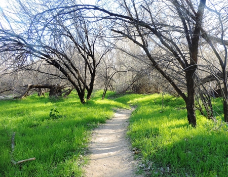 Dirt hiking trail winding through green grass and leafless trees at Hassayampa River Preserve.