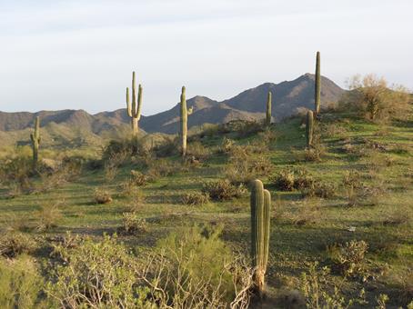 Saguaro cacti scattered across a green desert landscape with mountain peaks in the background.