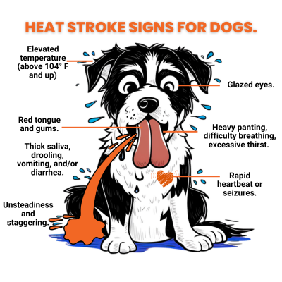Canine Heatstroke Graphic that shows the signs of heatstroke.