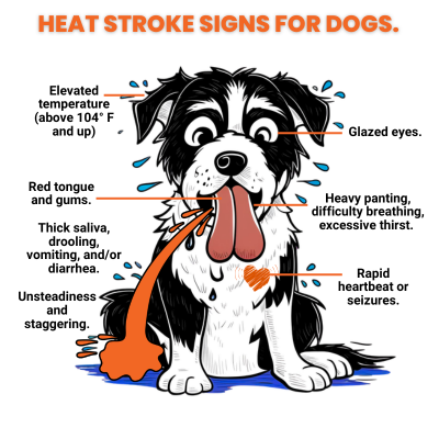 Canine Heatstroke Graphic that shows the signs of heatstroke.
