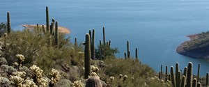Saguaro_tips_and_lake