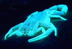 glowing-scorpion-flickr-furryscaly[1]
