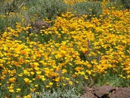 Great_shot_of_Mexican_Gold_Poppies_2008